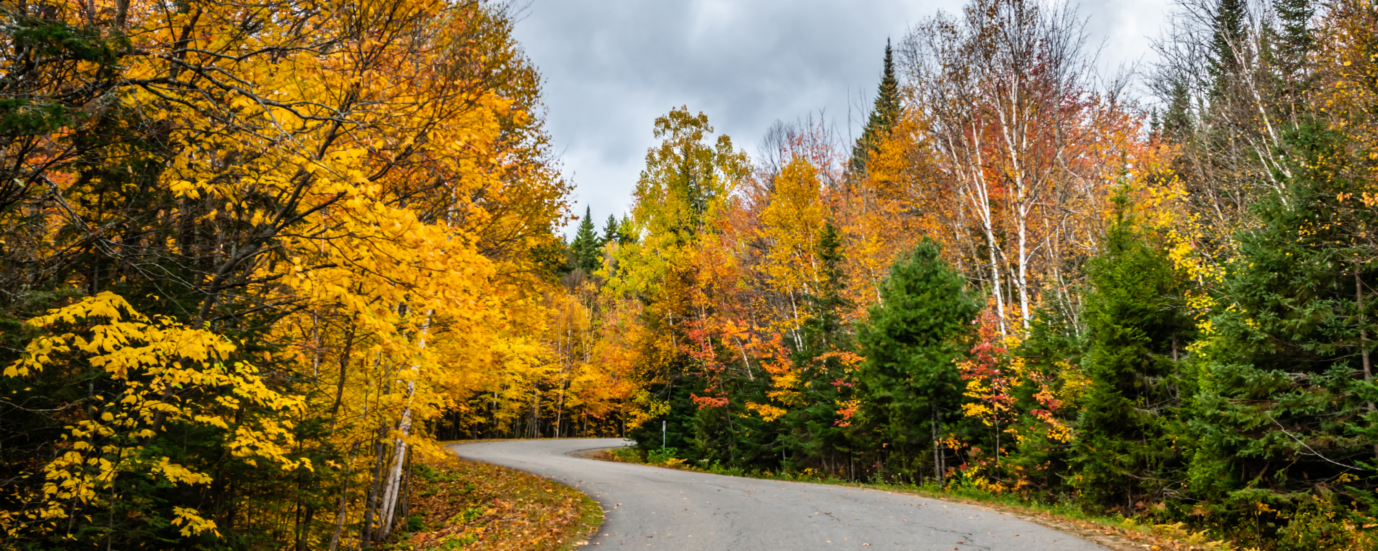 Fall foliage around a winding road