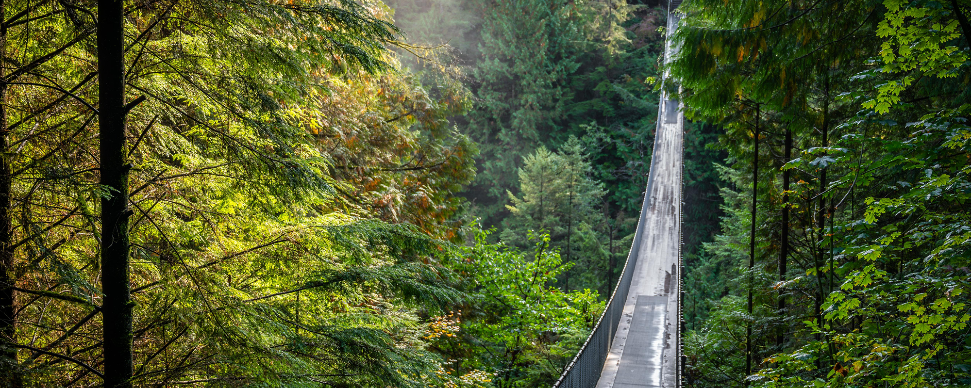 A rope bridge through a forest.